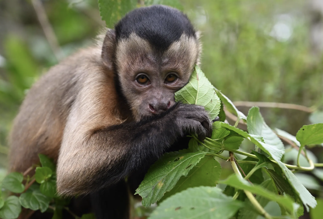 Though Charlie the Capuchin may have been rescued 20 years prior, he was still a danger to his community. “He won’t attack unless you try and pick him up,” Charlie’s owner explained to The Irish Times during his escape. “He’ll bite you, he’ll nip you, he’s like a feral cat.”